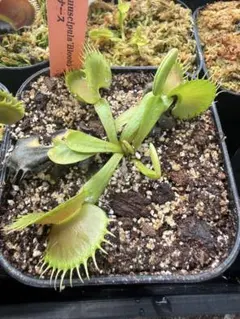 食虫植物ハエトリソウ biohazard 1 CK - メルカリ