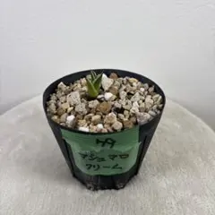 2026年最新】アガベマシュマロクリームの人気アイテム - メルカリ