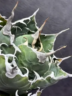 2026年最新】アガベ 殺菌の人気アイテム - メルカリ