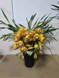 2026年最新】シンビジウム鉢の人気アイテム - メルカリ