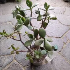 29 金のなる木 植木鉢付き 楽チン❢ - メルカリ