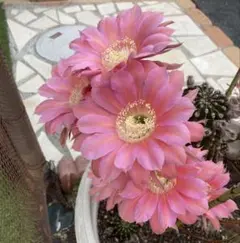 13 花サボテン カキコ1個 - メルカリ