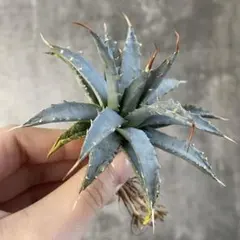 2026年最新】アガベ エボリスピナの人気アイテム - メルカリ