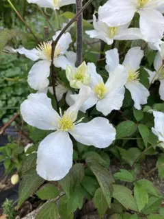 □クレマチス/モンタナエリザベス苗 確認専用！6月23日ご報告とお詫び