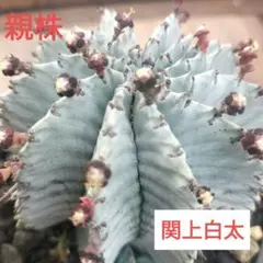 2026年最新】関上ホリダの人気アイテム - メルカリ