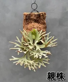 ビカクシダP. Nano x Golden boy spore ドワーフ特選# ビカクシダP. Nano x Golden boy spore ドワーフ特選# - メルカリ