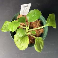 ゴ*ー様 Homalomena sp. Solok Sumatera LA011のサムネイル