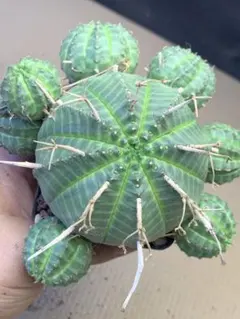 輸入株 ユーフォルビア オベサ錦 カキコ カット苗 ③ 送料込み - メルカリ