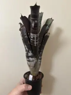 エクメア チャンティニー ブラックゾンビのサムネイル