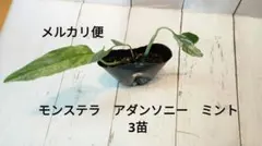 モンステラ　アダンソニー　ミント　3苗セット　発根済②のサムネイル