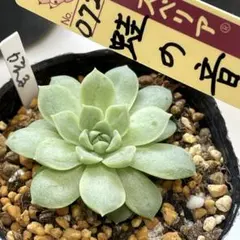 おらいさん苗ミックスベリア 札付き 雲の花 - メルカリ