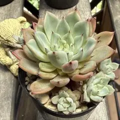 多肉植物 アエオニウム サンバースト 抜き苗 - メルカリ
