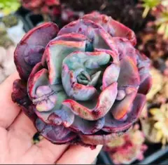 多肉植物 韓国苗 ビヨンセ虹錦 - メルカリ