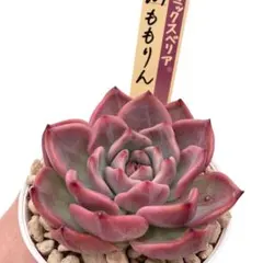 【極上苗】ミックスベリア ももりん 多肉植物 おらいさん 自家繁殖苗のサムネイル