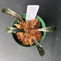 2026年最新】ブセファランドラ ゴースト 2011の人気アイテム - メルカリ