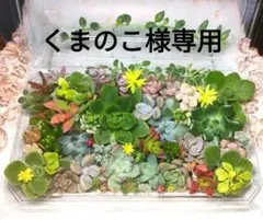 ぎっしり多肉弁当　X ☆16×10×4.5☆カット苗☆おまけ多肉付きのサムネイル
