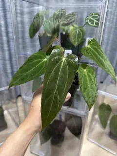アロカシア マハラニアルボ 芋株 | Mercari