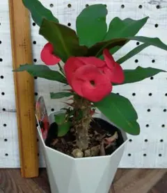 花キリン 八福神 真っ赤 抜き苗のサムネイル