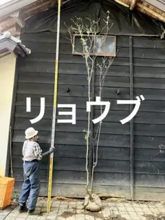 希少。ウラジロガシ 自然樹形3.5M(鉢底から) - メルカリ