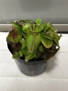 2026年最新】セファロタス giantの人気アイテム - メルカリ