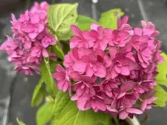 銅葉紅花ウツギ 庭木 ウツギ苗 つぼみ付き - メルカリ