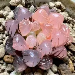 h*o様 多肉植物　ハオルチア　OB-1オブツーサ錦　鮮明錦　超美品