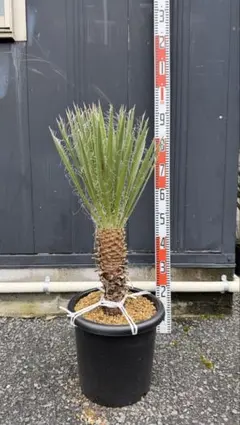 ユッカ エレファンティペス 地植え ドライガーデン シンボルツリー 苗