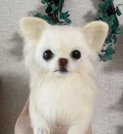みみこ様専用　羊毛犬　羊毛フェルト　おすましチワワ