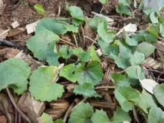 Tabby様 リクエスト 2点 まとめ商品