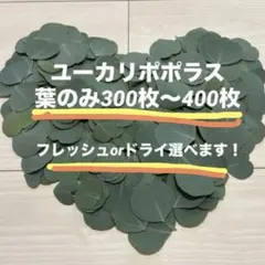 2026年最新】リーフシャワー ユーカリの人気アイテム - メルカリ