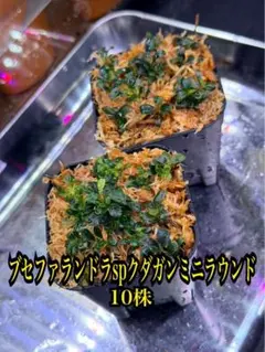 にゃん様 リクエスト 2点 まとめ商品