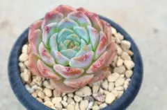 2025年最新】多肉 ハートチョイスの人気アイテム - メルカリ