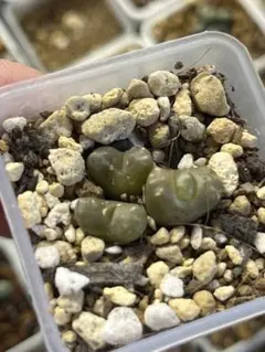 新芽あり 開花サイズ タケノコ蘭 Clowesia Grace Dunn - メルカリ