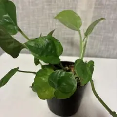 ポトス エメラルド3のサムネイル