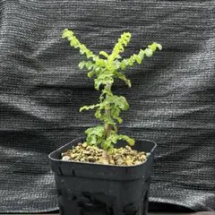 2025年最新】ボスウェリア サクラの人気アイテム - メルカリ