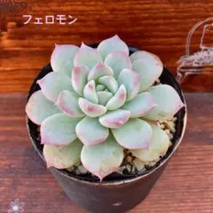 多肉植物　フェロモン