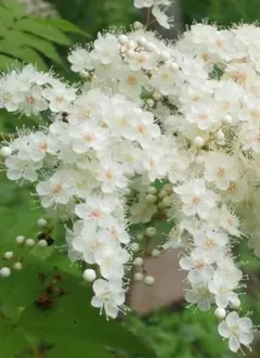 ネムノキ ②ねむの木 白花 合歓木 ゴウカンボク 眠りの木 観葉植物