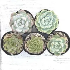 ◎多肉植物　抜き苗　５種セット◎のサムネイル