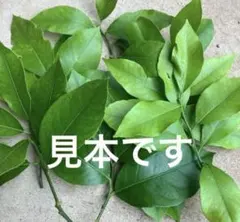 [10] 완전 무농약 레몬 잎 약 35장