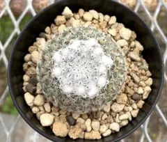 user_e41c2696様 リクエスト 2点 まとめ商品