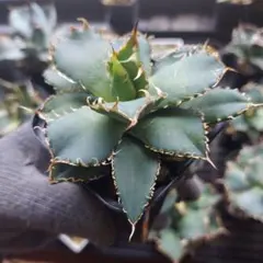 アガベ　チタノタフィリグリー　王道人気品種　ドライガーデン　観葉植物　多肉のサムネイル