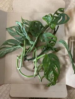 ごさく様 リクエスト 2点 まとめ商品