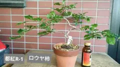 老爺柿 メス木 都紅 実数１粒 全高34cmR-1のサムネイル
