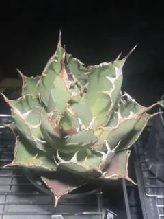 アガベ チタノタ 魔丸 OC株 （鉢ごとメルカリ便） - メルカリ