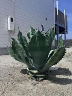 2025年最新】アガベクレイジーの人気アイテム - メルカリ