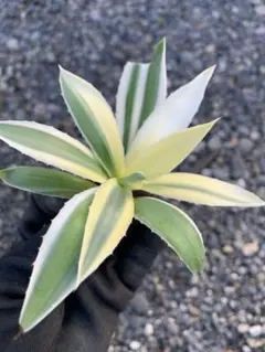 アガベ ハクセンコウ 小株手のひら大