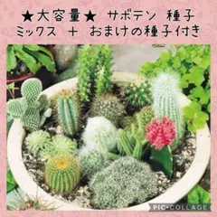 柱サボテン 寄せ植え JARDIN DE LA FÉE - メルカリ