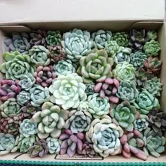 〘多肉植物〙カット苗セット大③　たっぷり詰め合わせ　宅急便コンパクト便送料込み