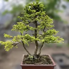 2026年最新】蝦夷松盆栽の人気アイテム - メルカリ