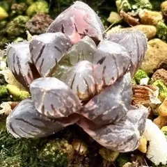 O*Z様 OBオブツーサ錦　超美株　ハオルチア　観葉植物　A7